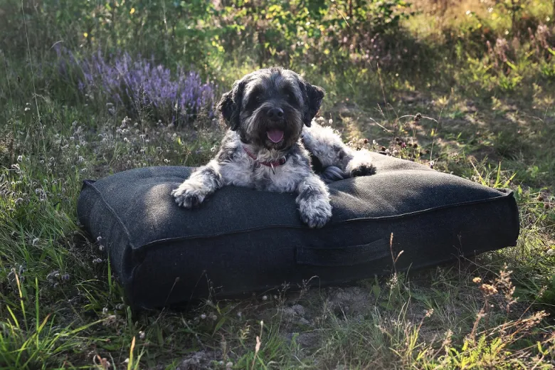Chill Dept Takoda Desert Sand Medium Hondenkussen