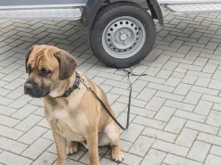 ProPlus Dogsitter grondanker