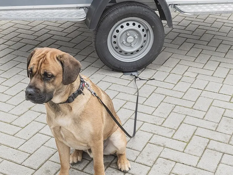 ProPlus Dogsitter grondanker